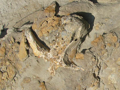 Fossilized bone